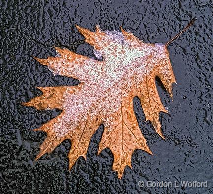 Snowy Oak Leaf_DSCF03471.jpg - Photographed at Smiths Falls, Ontario, Canada.